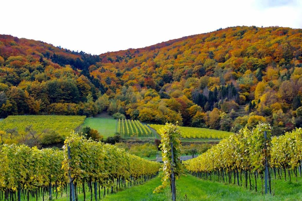 Haus-Donau In Der Wachau Lejlighed Aggsbach Eksteriør billede